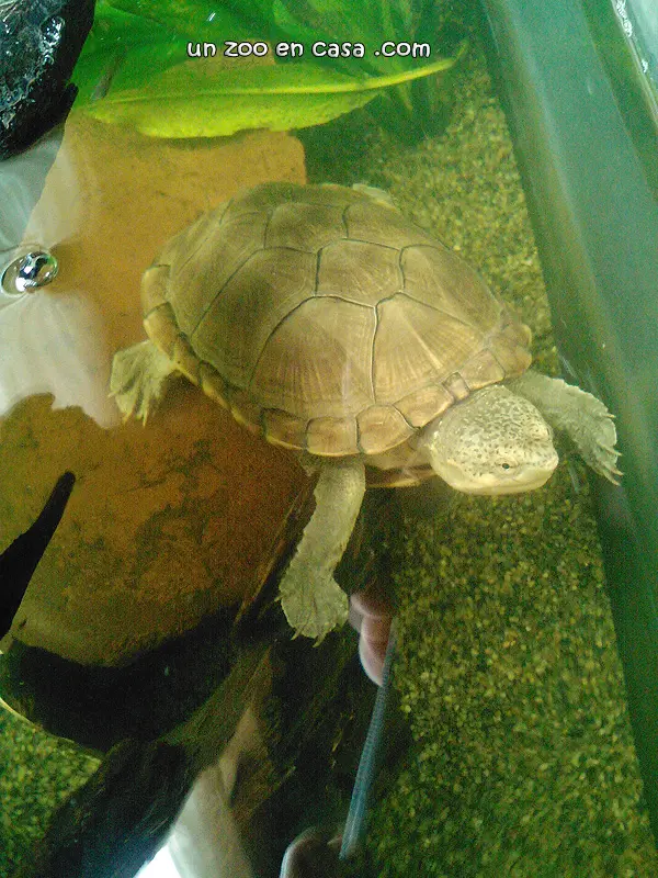 Kinosternon hirtipes Kinosternon hirtipes
