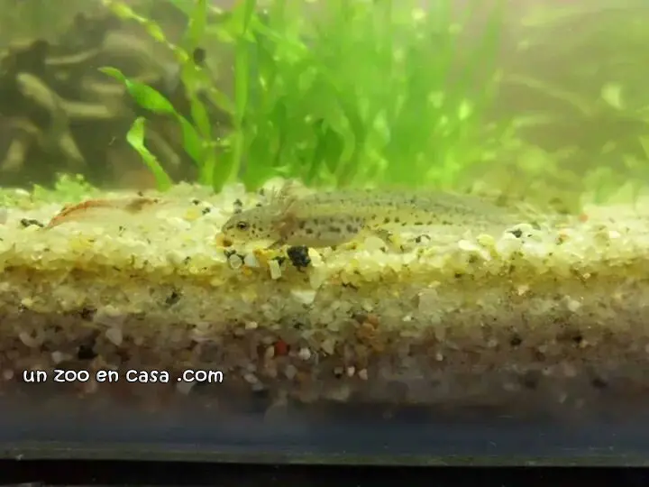Larva de tritón alpino, Ichthyosaura alpestris Larva de tritón alpino, Ichthyosaura alpestris