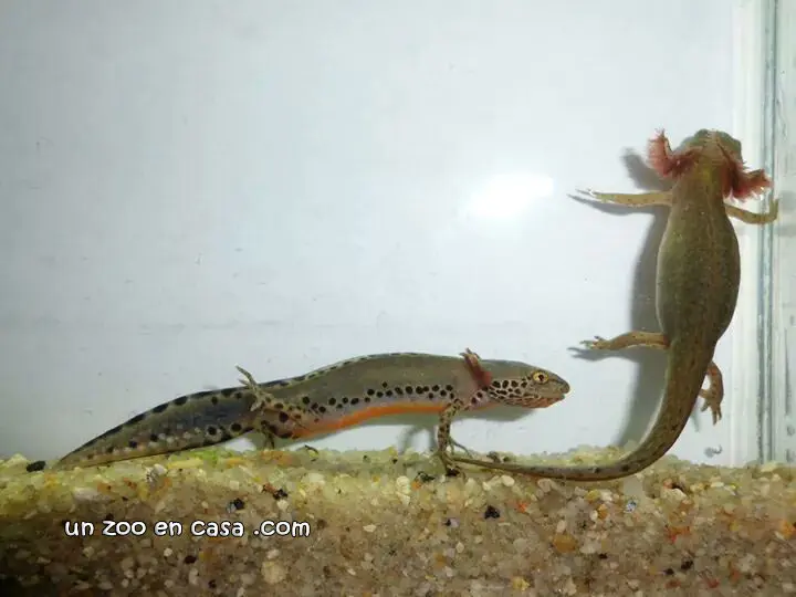 Ichthyosaura alpestris inexpectatus Ichthyosaura alpestris inexpectatus
