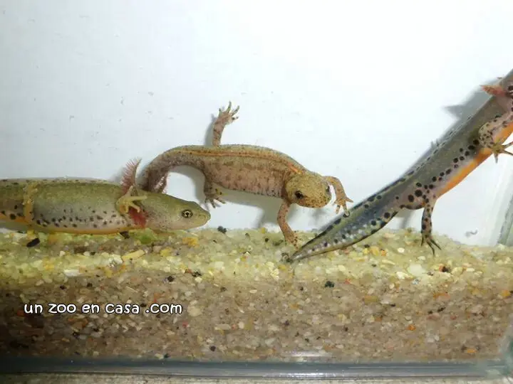 Grupo tritones alpinos - Triturus alpestris Grupo tritones alpinos - Triturus alpestris