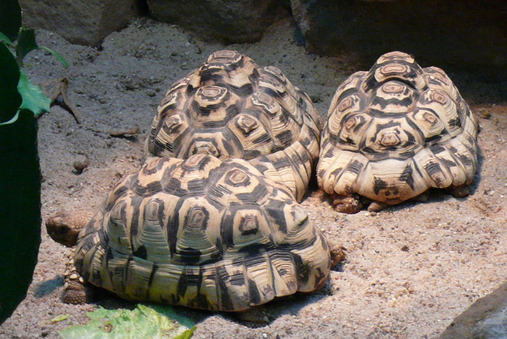 Stigmochelys-pardalis-tortuga-leopardo-5