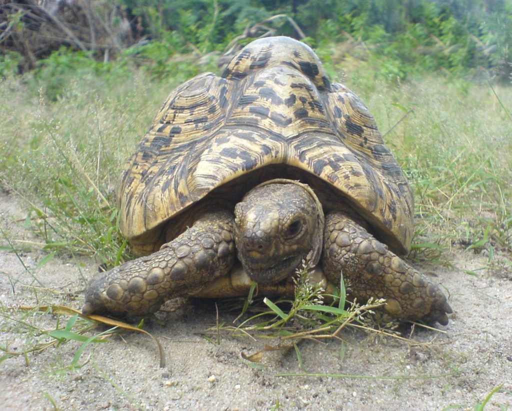 Stigmochelys-pardalis-tortuga-leopardo-6