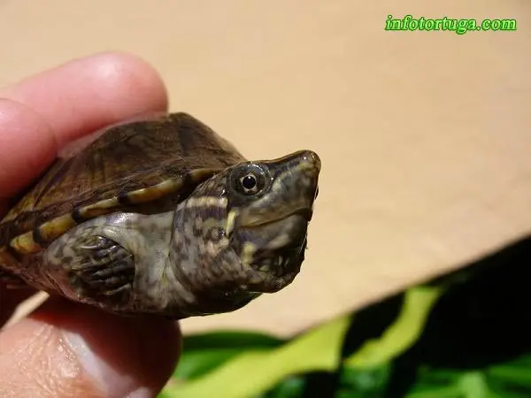 Sternotherus odoratus, cabeza Sternotherus odoratus, cabeza