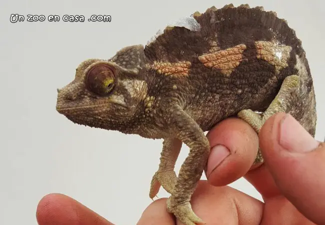 Hembra de Trioceros jacksonii Hembra de Trioceros jacksonii