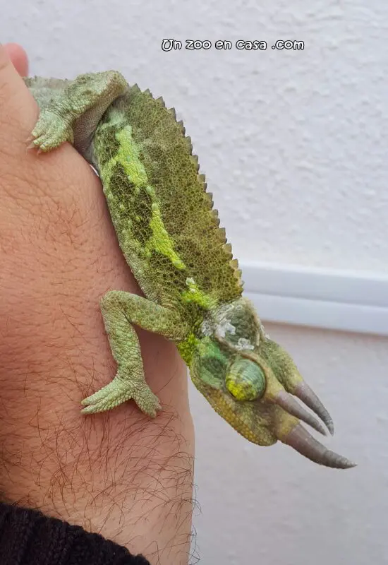 Macho de Trioceros jacksonii Macho de Trioceros jacksonii