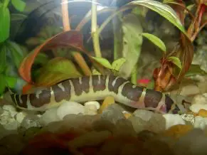 Culi (Acanthophtalmus kuhli )