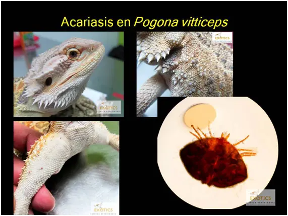 Acariasis en Pogona vitticeps Acariasis en Pogona vitticeps