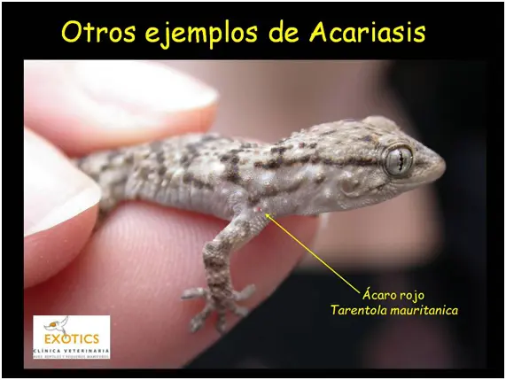 Acariasis Acariasis