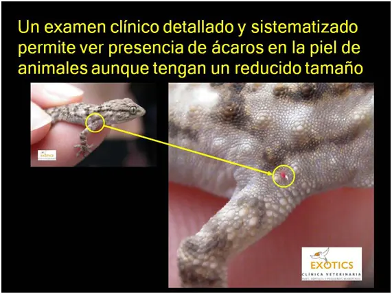 Ácaros Ácaros