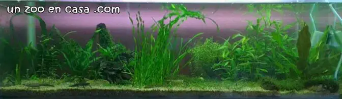 Acuario para tritón alpino Acuario para tritón alpino