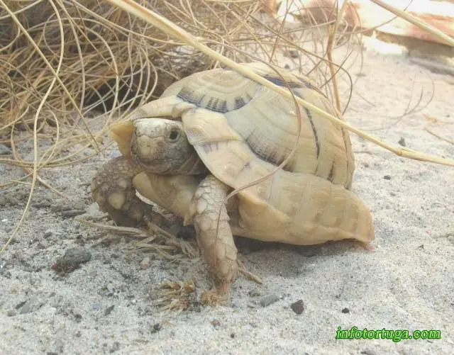 Precioso ejemplar de Testudo kleinmanni Precioso ejemplar de Testudo kleinmanni