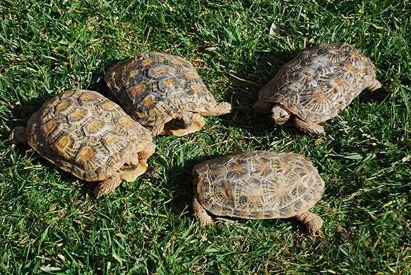 Malacochersus tornieri - Tortuga de las grietas Malacochersus tornieri - Tortuga de las grietas