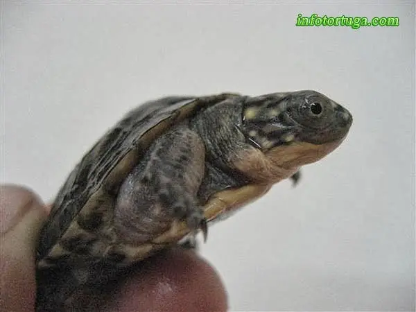 Emydoidea blandingii - Tortuga de Blanding Emydoidea blandingii - Tortuga de Blanding