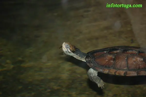 Annam leaf turtle, Vietnamese pond turtle Annam leaf turtle, Vietnamese pond turtle