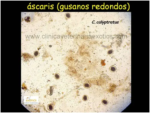 Áscaris - Gusanos redondos Áscaris - Gusanos redondos