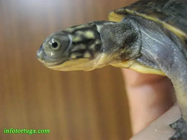 Blanding's turtle - Emydoidea blandingii Blanding's turtle - Emydoidea blandingii