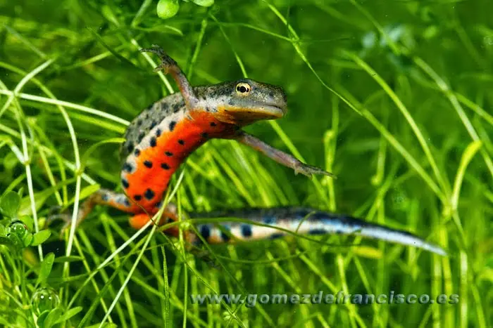 Tritón ibérico (Lissotriton boscai) Tritón ibérico (Lissotriton boscai)