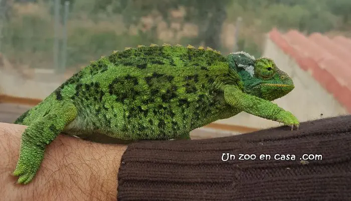 Trioceros jacksonii xantholopus Trioceros jacksonii xantholopus