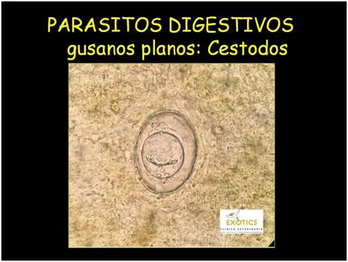 Gusanos planos: Cestodos Gusanos planos: Cestodos