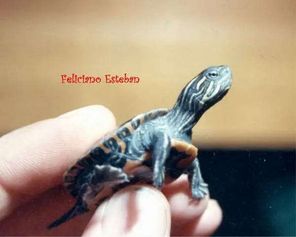 Tortuga pintada Tortuga pintada