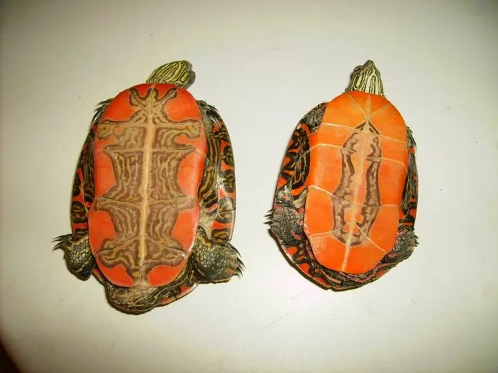 Chrysemys picta bellii con C.p. marginata Chrysemys picta bellii con C.p. marginata
