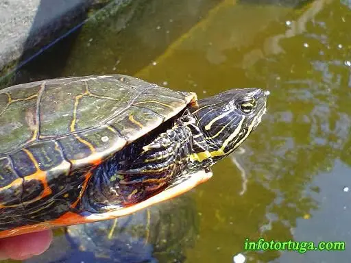 Chrysemys picta bellii Chrysemys picta bellii