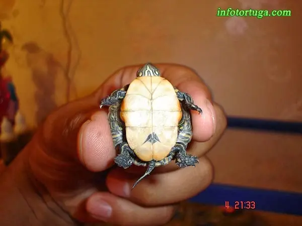 Chrysemys picta dorsalis , plastrón Chrysemys picta dorsalis , plastrón