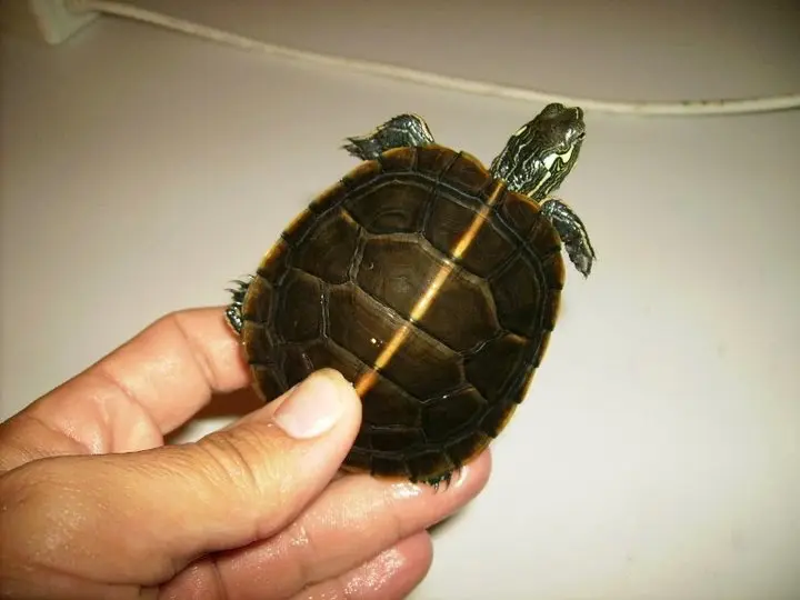 Chrysemys picta dorsalis Chrysemys picta dorsalis