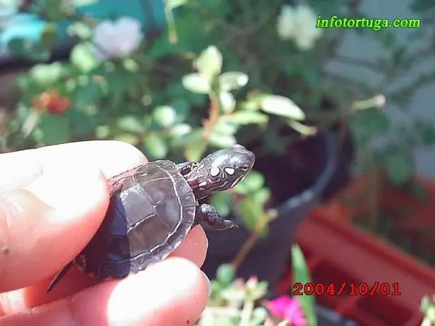 Chrysemys picta picta Chrysemys picta picta