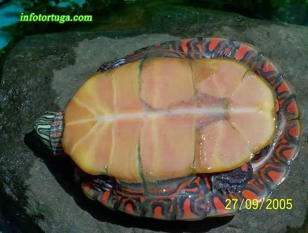 Chrysemys picta picta Chrysemys picta picta