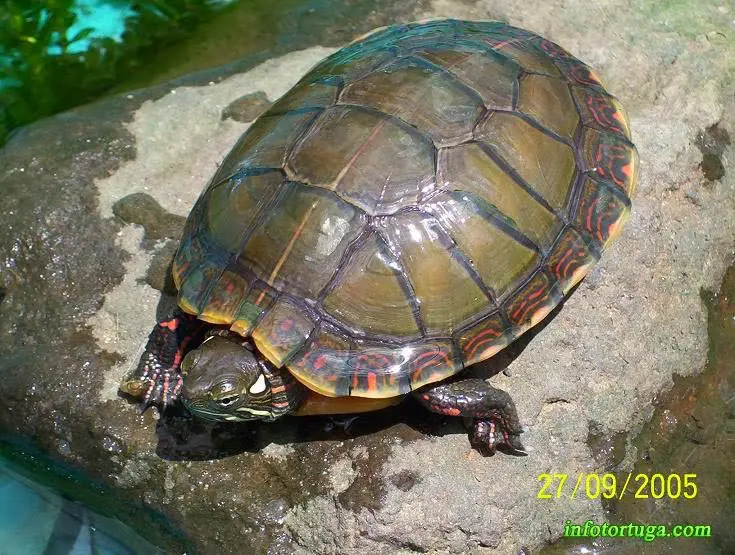 Chrysemys picta - Tortuga pintada Chrysemys picta - Tortuga pintada