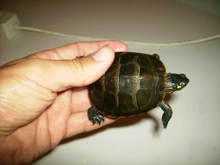 Chrysemys picta picta Chrysemys picta picta