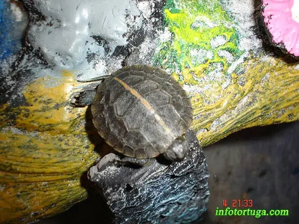 Chrysemys picta dorsalis Chrysemys picta dorsalis