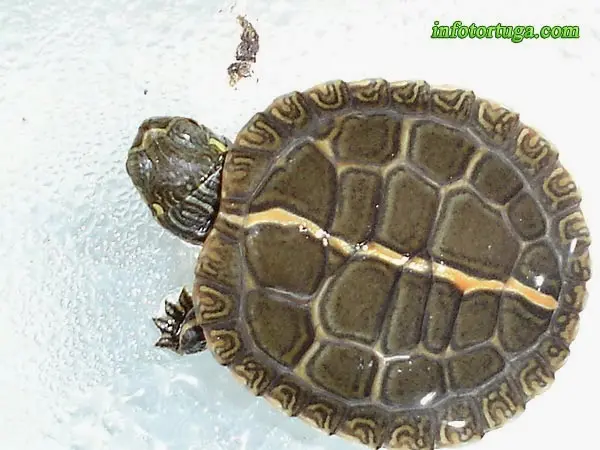 Chrysemys picta dorsalis Chrysemys picta dorsalis