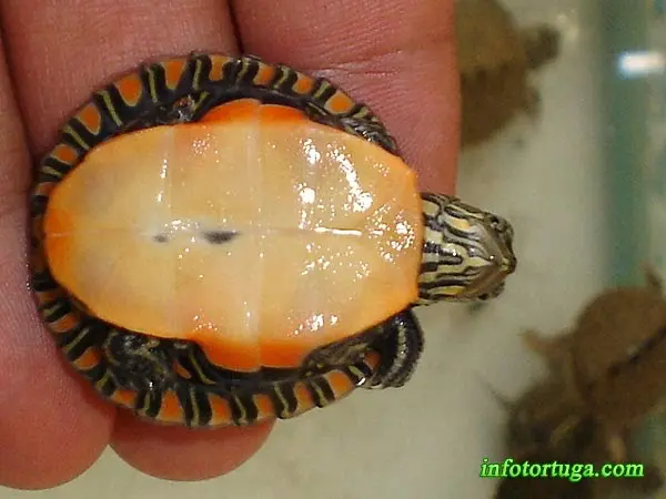 Chrysemys picta dorsalis Chrysemys picta dorsalis