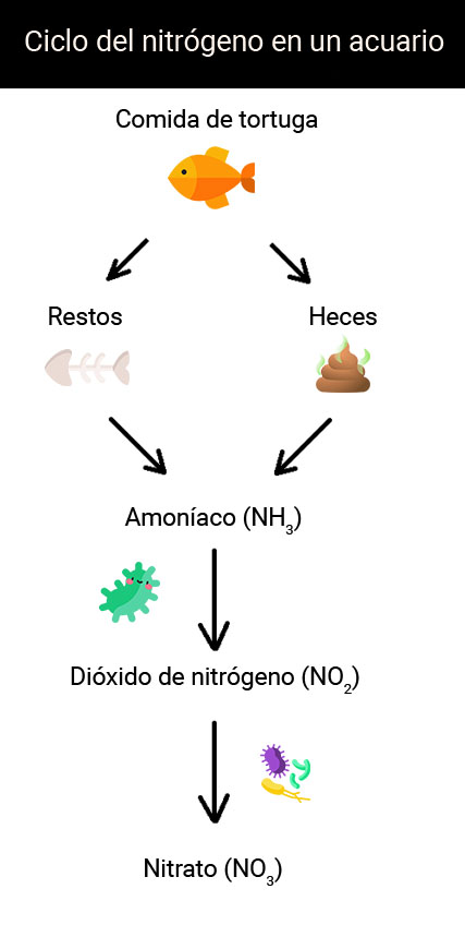 ciclo-nitrogeno-acuario