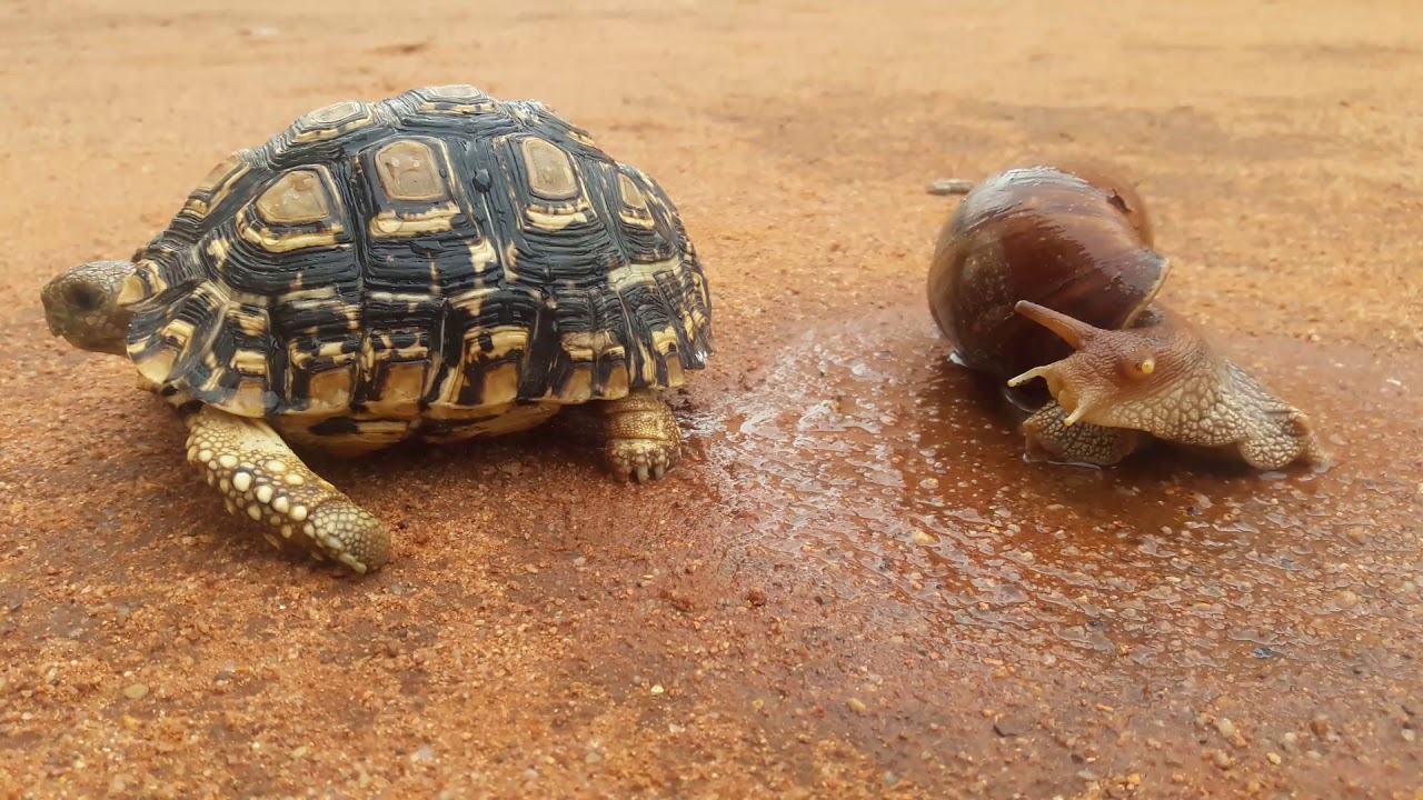 Cómo se desplazan las tortugas