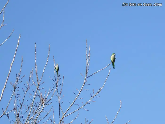 Cotorra monje (Myiopsitta monachus) Cotorra monje (Myiopsitta monachus)