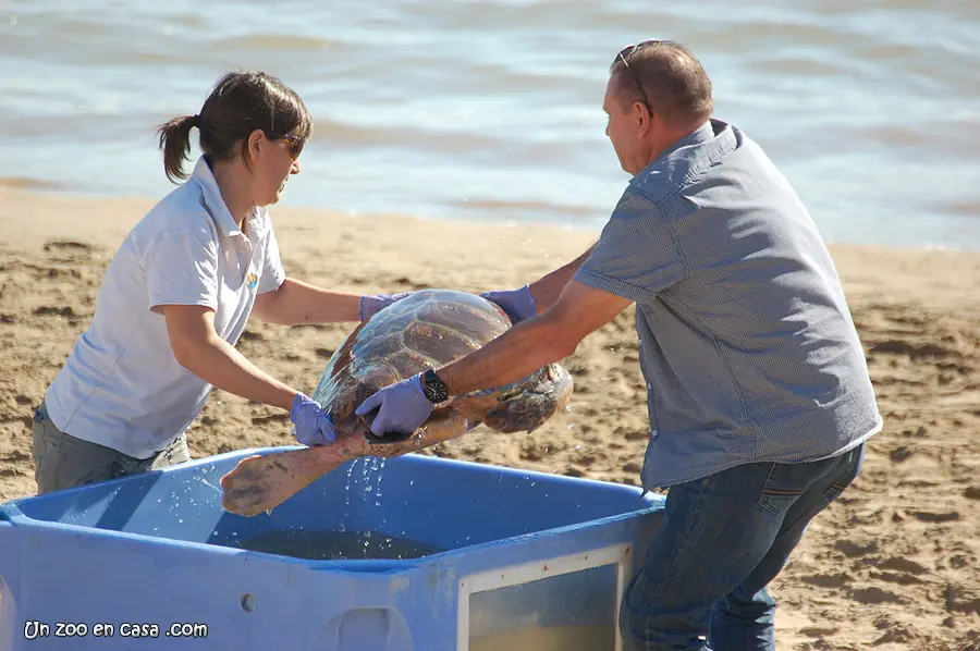 tortuga boba (Caretta caretta) tortuga boba (Caretta caretta)