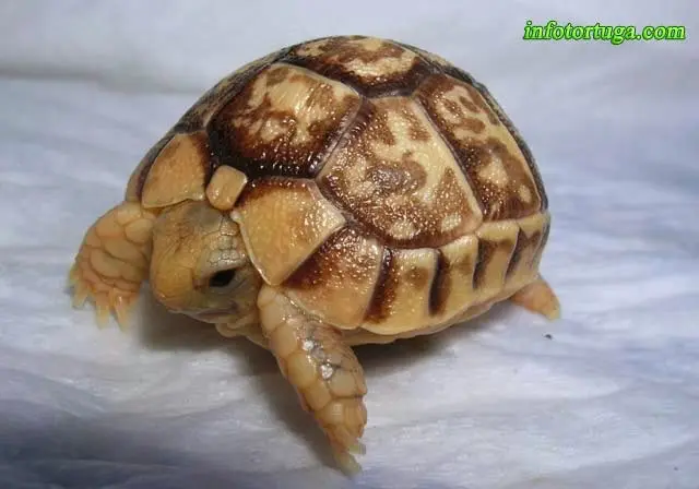 Neonato de Testudo kleinmanni Neonato de Testudo kleinmanni