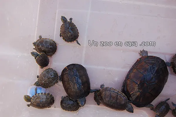 Kinosternon cruentatum - Tortuga candado Kinosternon cruentatum - Tortuga candado