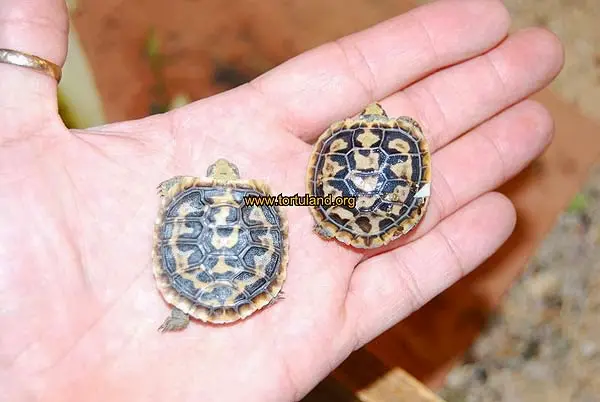 Malacochersus tornieri - Tortuga de las grietas Malacochersus tornieri - Tortuga de las grietas