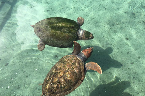 curiosidades-tortugas-marinas