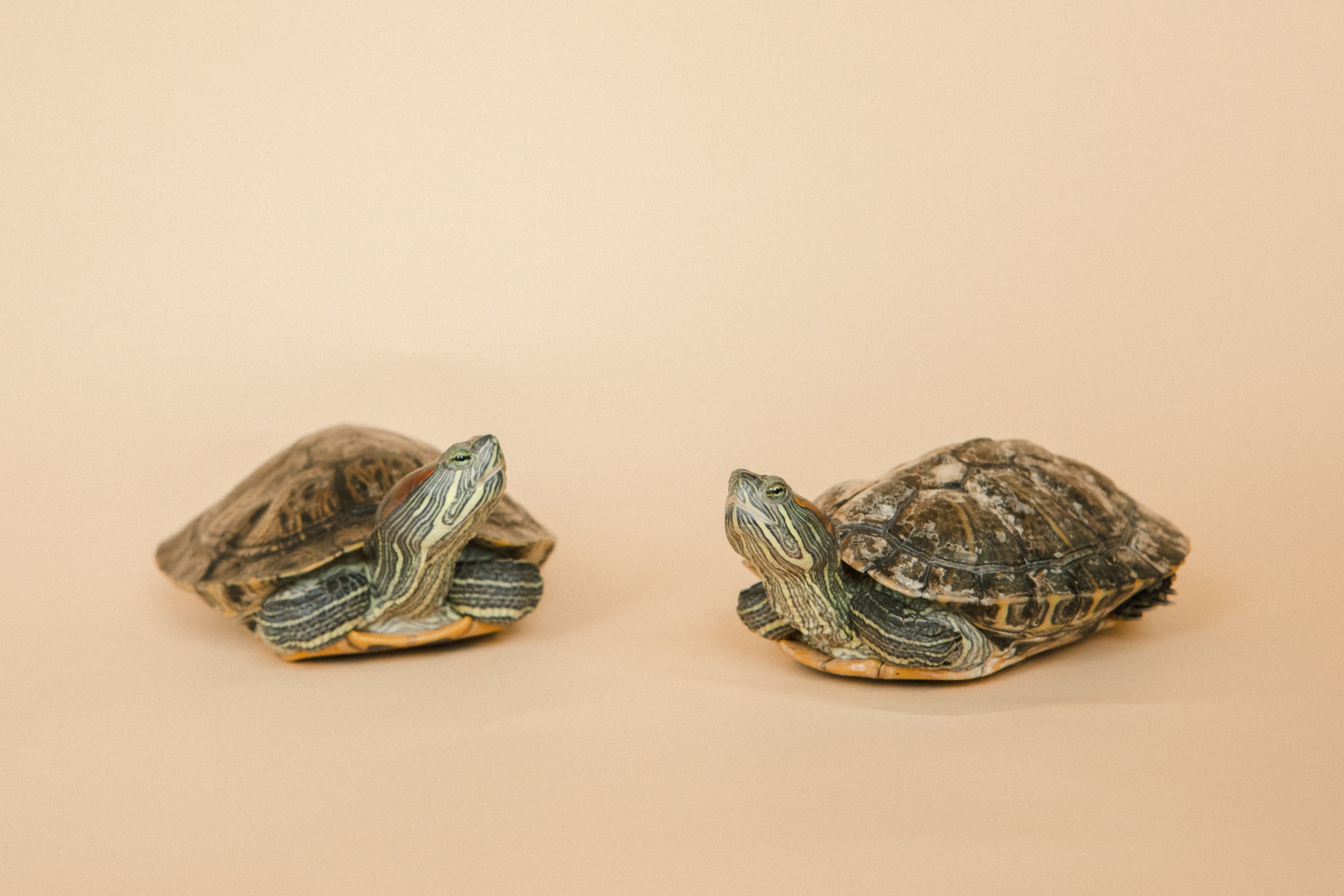 Diferencias entre tortugas de agua y tierra