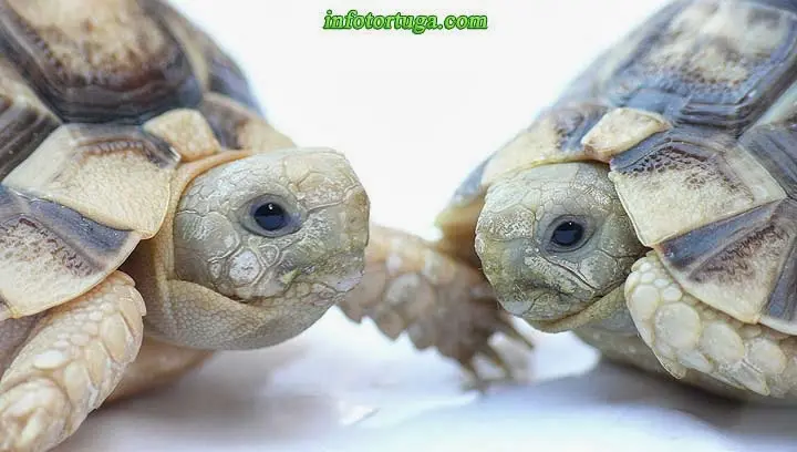 Testudo kleinmanni - Tortuga egipcia Testudo kleinmanni - Tortuga egipcia