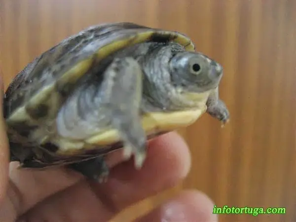 Emydoidea blandingii Emydoidea blandingii