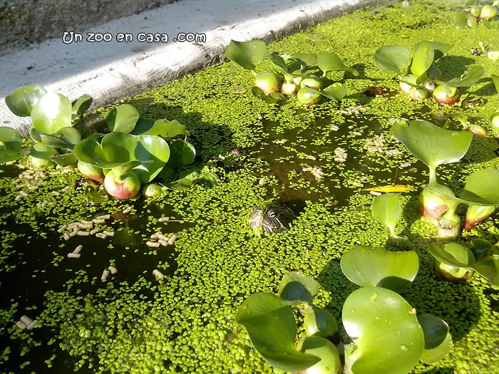 Tortuga entre lentejas de agua Tortuga entre lentejas de agua