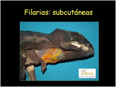 Filarias subcutáneas Filarias subcutáneas