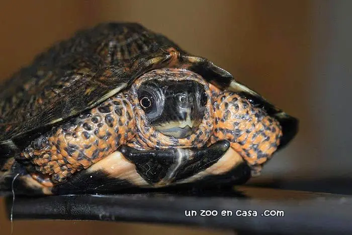 Clemmys insculpta, tortuga de bosque Clemmys insculpta, tortuga de bosque