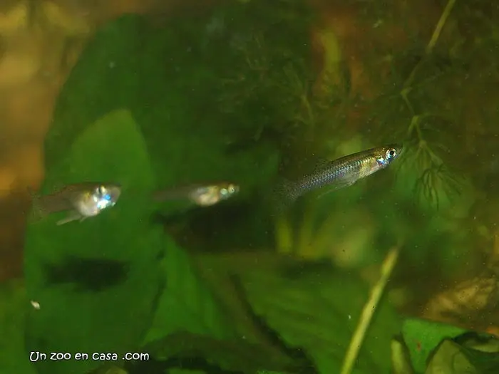 Gambusias Gambusias